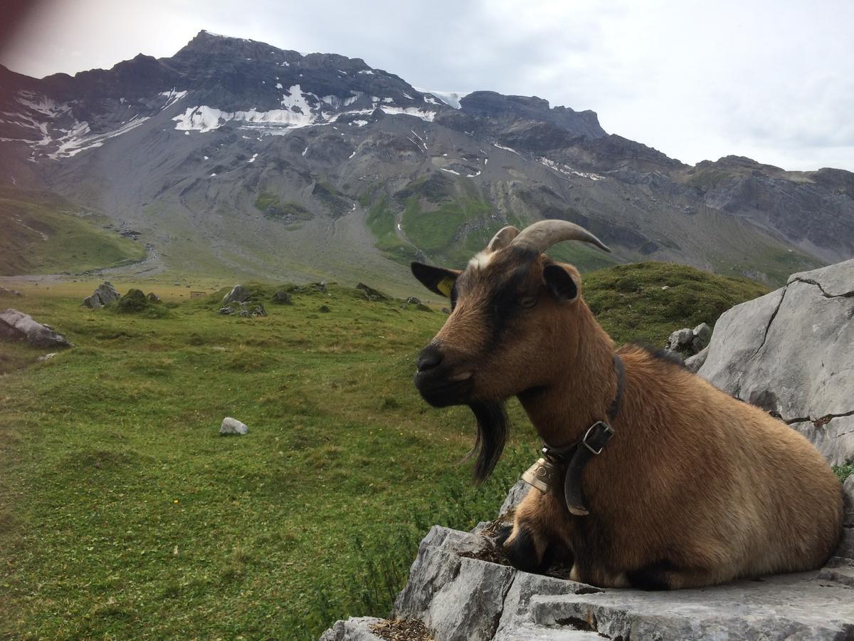 Apartmán Bergdohle Adelboden Exteriér fotografie